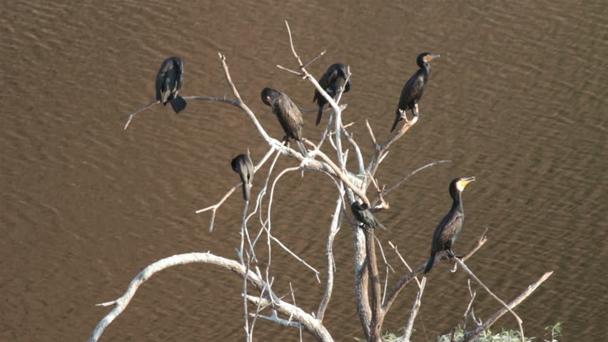 gannet birds on dry tree