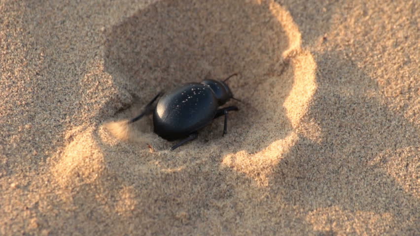 scarab beetle digs hole in sand - macro