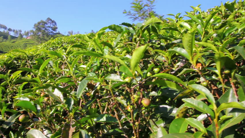 tea plants close-up in Munnar Kerala India