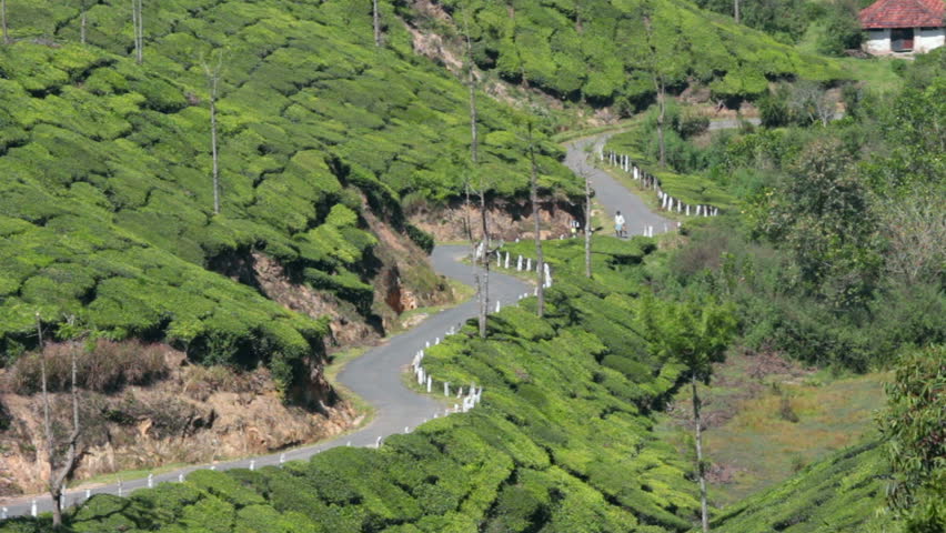 road between tea plantations in Munnar Kerala India