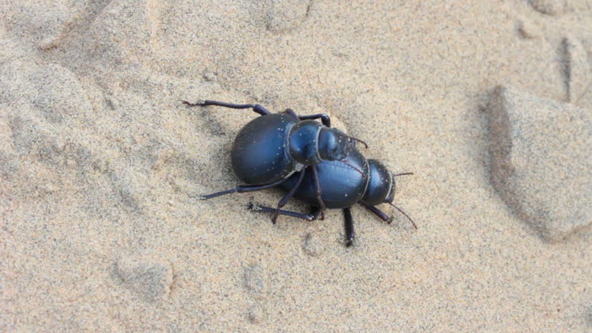 scarab beetles mate on sand - macro