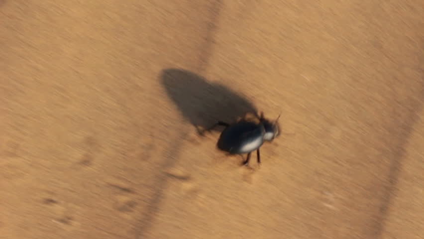 scarab beetle running in desert