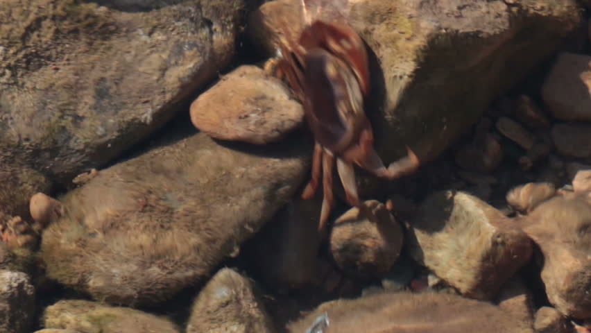 crab underwater in river shallow