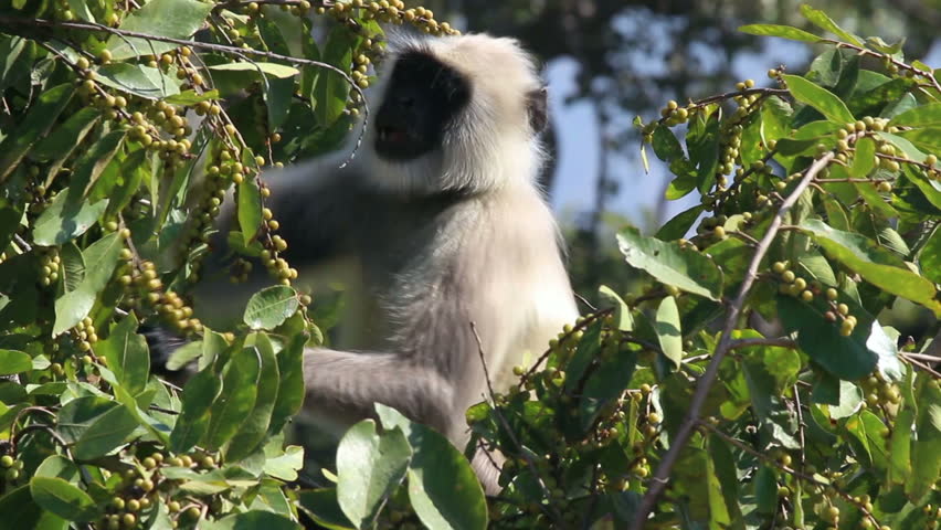 presbytis monkey eating fruits on tree