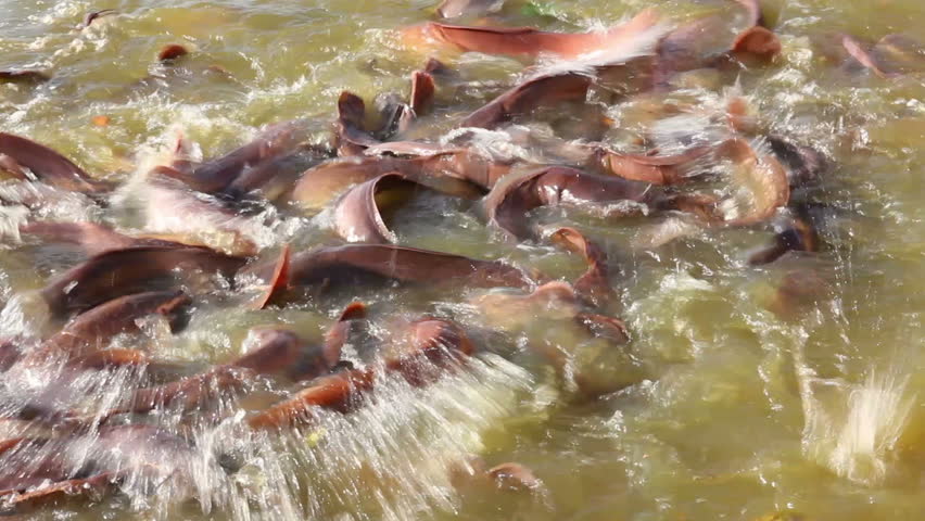 many fish splashing in lake, where local people feed them - India