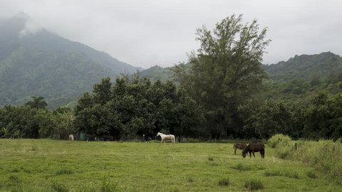 Horses in a Field in Kauai, Hawaii