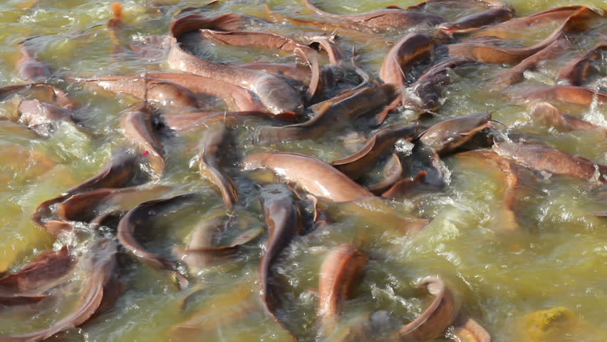 many fish splashing in lake, where local people feed them - India