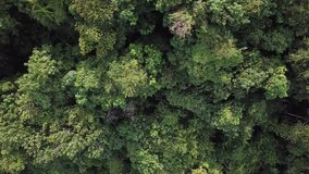 Rain forest drone video