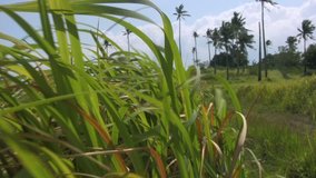 Field with long green grass moving in the wind in the Philippines