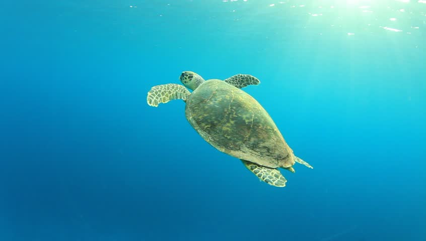 hawksbill sea turtle maldive coral reef Stock Footage Video (100% ...