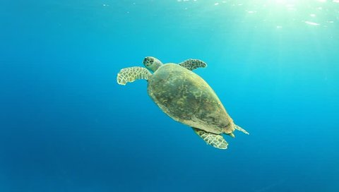 Hawksbill Sea Turtle swimming in blue water, comes up for air and then dives again