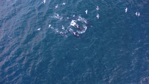 Aerial view of a pod of Orcas change direction in northern Norway waters