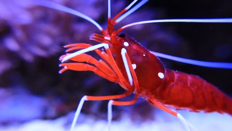 Red fire shrimp in aquarium scene