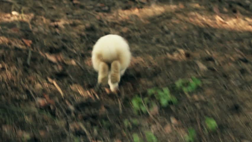 run, rabbit!  sequence