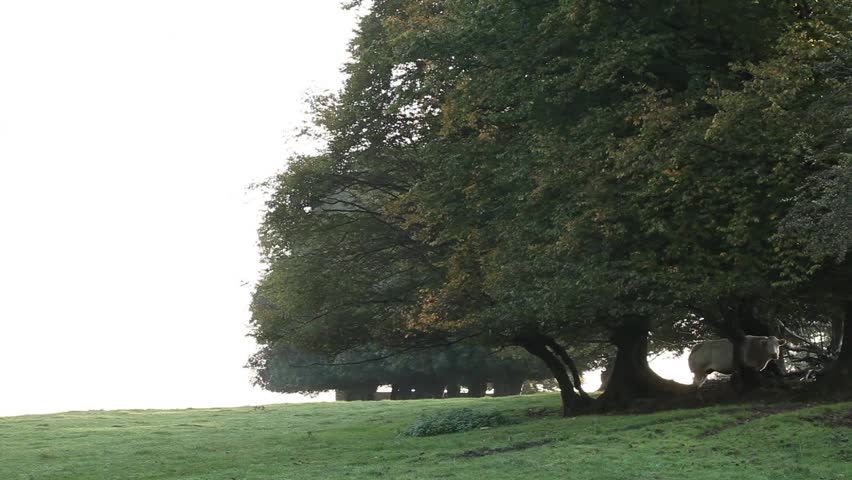 pitoresk scenery of a cow grazing under trees in the morning longshot
