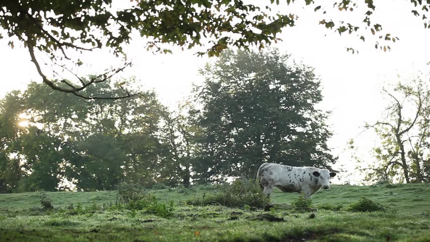 pitoresk scenery of a cow licking itself in the morning