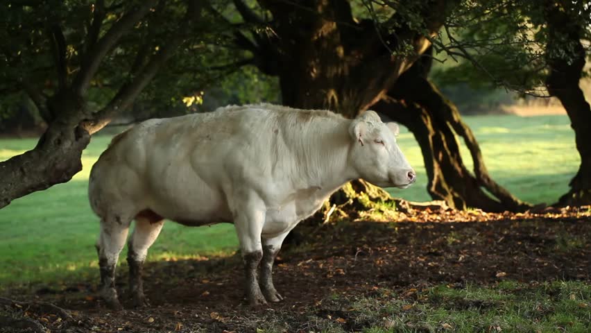 scenery of a cow grazing under trees in the morning