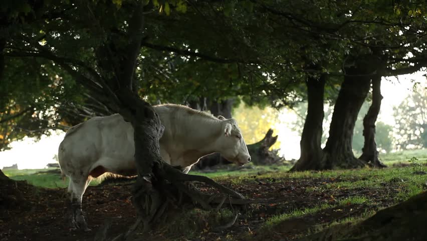 scenery of a cow grazing under trees in the morning