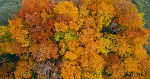 Aerial view. Directly above the deciduous forest in autumn. Top view of the grove with Oak and birch trees. Red, yellow and green lush foliage on the trees. The camera moves up and rotates. Full