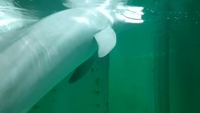 Dolphin swims in dolphinarium. Aquarium travel video of three dolphins.
