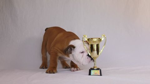 english bulldog puppy #1 breed trophy knocks it over