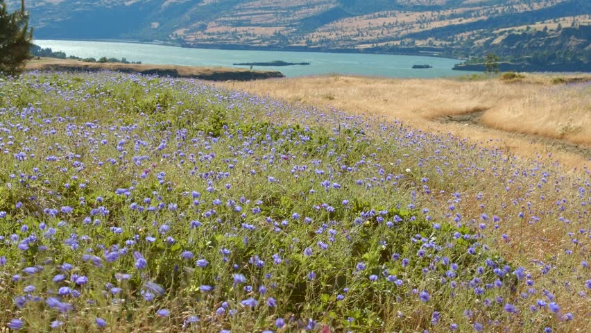 Field of blue bachelors button cornflower and river Rowena Crest Columbia River Gorge Wildflower Meadow