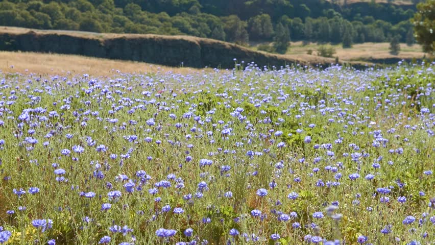 Field of blue bachelors button cornflower Rowena Crest Columbia River Gorge Wildflower Meadow
