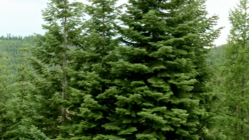 Drive shot Elkhorn Mountains Oregon Wallowa Forest of trees