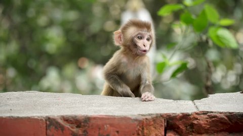 A cute monkey cub is playing on a brick wall. Many monkeys live in the city of Kathmandu. Especially a lot of monkeys live near the Buddhist temple of Swayambhunath.