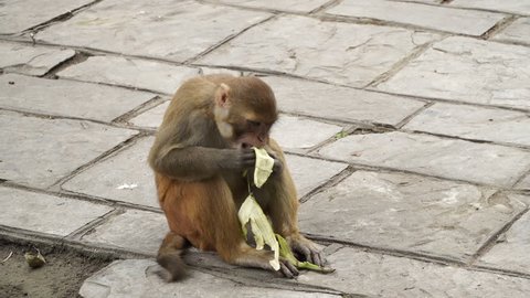 The monkey eats a banana. In the city of Kathmandu there live many wild monkeys. Primates learned to live in urban conditions among people.