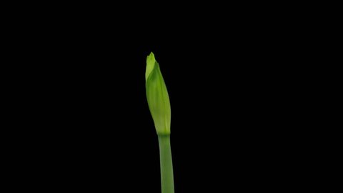 Time-lapse of growing, opening and rotating white amaryllis Matterhorn Christmas flower 1d1 in PNG+ format with ALPHA transparency channel isolated on black background

