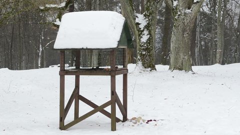 big wooden bird feeder in park and small birds looking for food in winter. melting snow.
