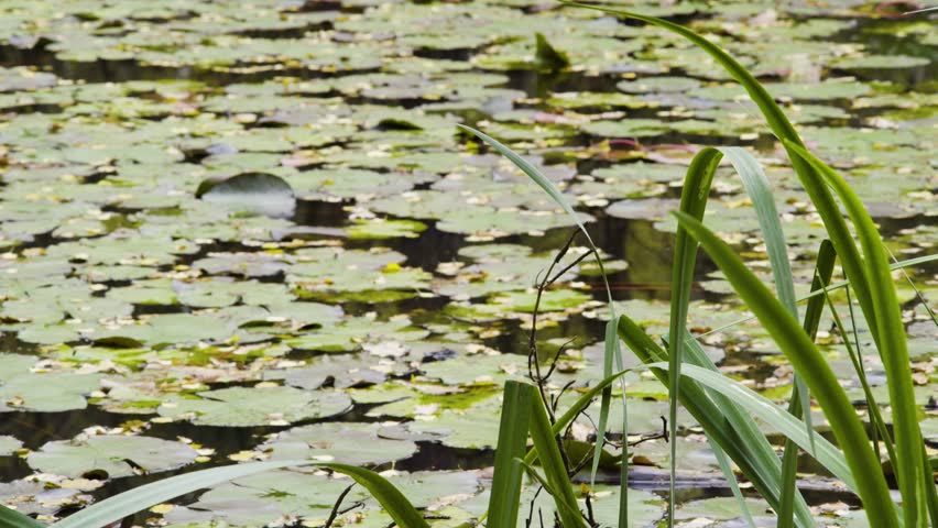 Lily pads on autumn pond in deep woodland