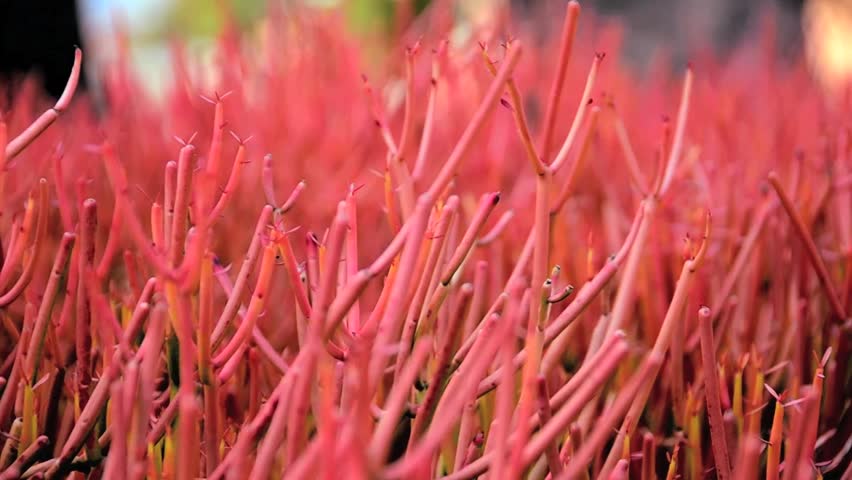 Succulent That Looks Like Coral Name - Succulent Plant That Looks Like Coral