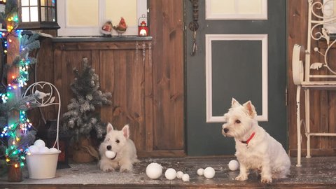 Two adorable dogs in Christmas interior.