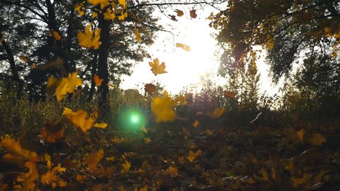 Yellow maple leaves falling in autumn park and sun shining through it. Colorful fall season. Beautiful landscape background. Slow motion Close up