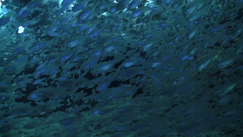 Huge Shoal Fish on Coral Reef, Red sea