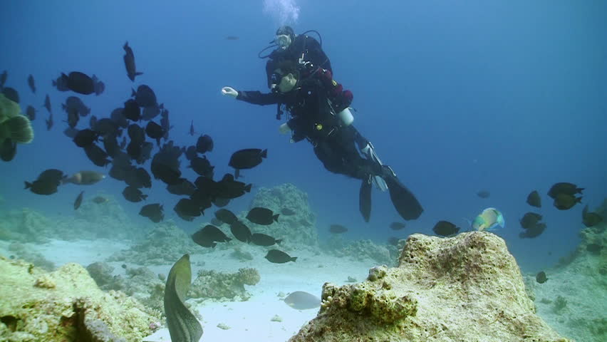 Napoleon fish and divers on Coral Reef, Red sea