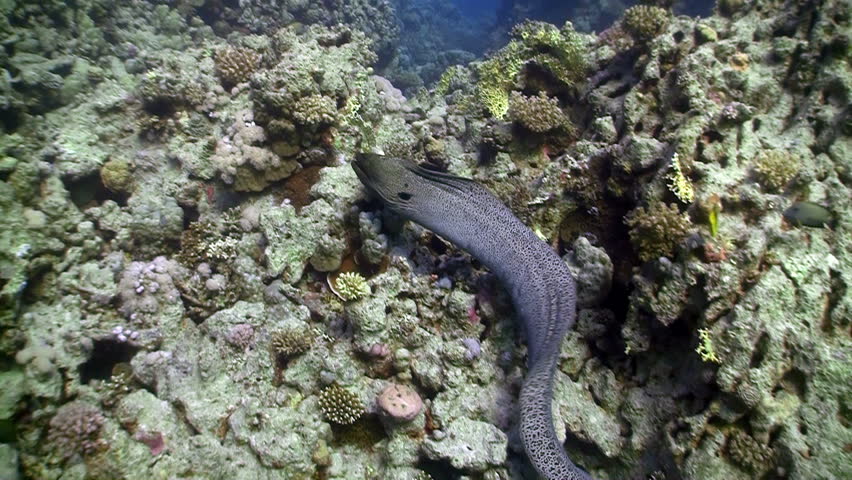 Moray on Coral Reef, Red sea