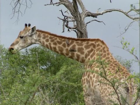 Giraffe (Giraffa camelopardalis) on African savanna, with oxpecker picking ticks.