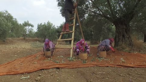 IZMIR, TURKEY - FEBRUARY 2017: Villagers Harvesting Olives