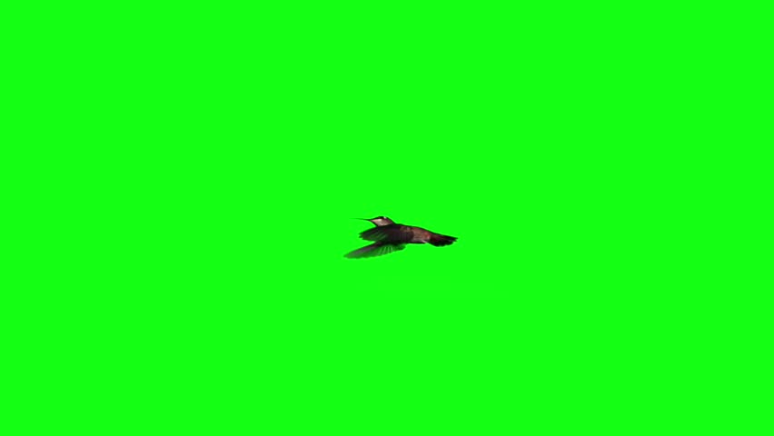 Hummingbird fly in slow motion on green screen Royalty-Free Stock Footage #3275159