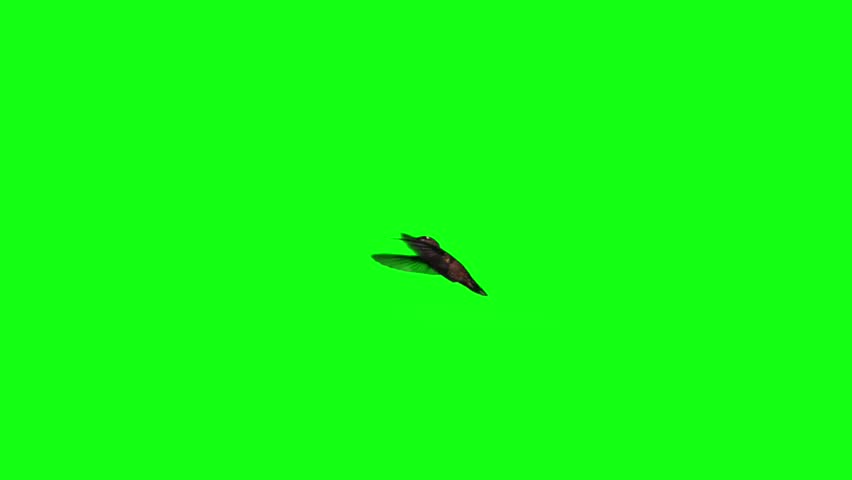 Hummingbird fly in slow motion on green screen