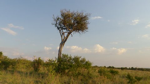 Gimbal shot of an Acacia tree in the plains of Maasai Mara National Reserve, Kenya, Africa