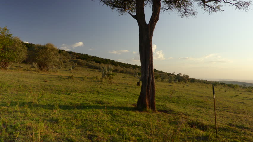 Gimbal shot of an Acacia tree in the plains of Maasai Mara National Reserve, Kenya, Africa