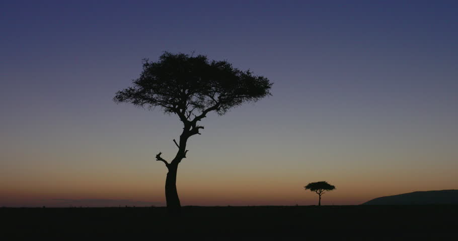 Landscape at dawn at Maasai Mara National Park, Kenya, Africa