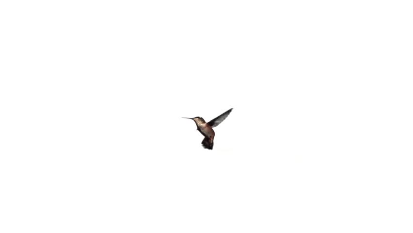Hummingbird fly in slow motion on white  screen