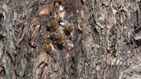 Closeup of honey bees in nature swarming at the opening of their beehive inside tree trunk, slow motion 30p