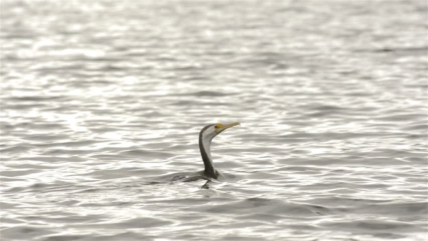 Chasing a Cormorant (Shag) bird on the waters of the Moore River near