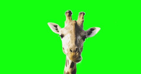 Green screen close up shot of a giraffe looking to the camera while eating.